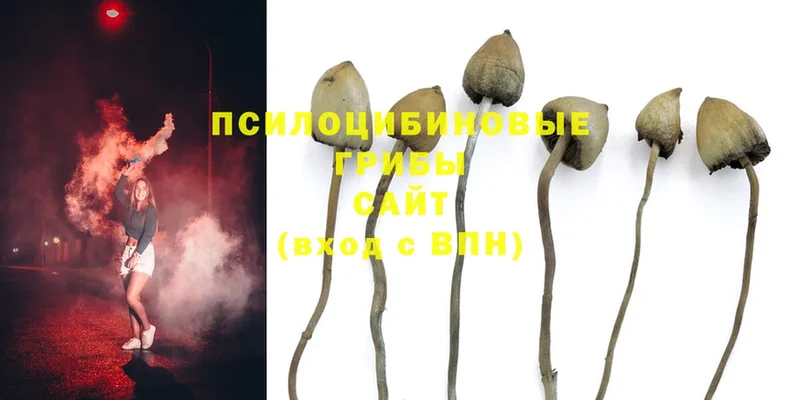 Галлюциногенные грибы Magic Shrooms  Ногинск 